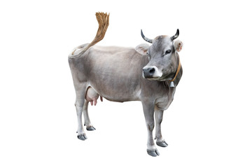 grey cow isolated on a white