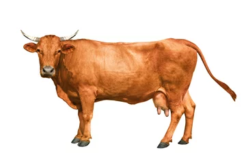 Schilderijen op glas bruine koe geïsoleerd op een witte achtergrond © fotomaster