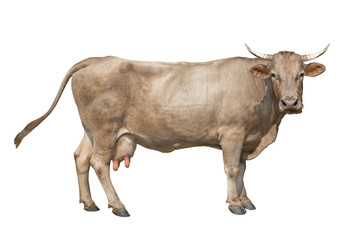 brown cow isolated on a white background