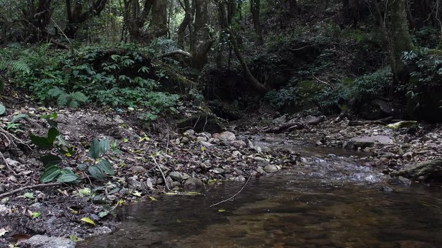 Stream of water flowing down tropical forest.  4K video footage of stream of water in nature in Nepal. Nepal nature ultra hd video stock footage. Leaves on forest floor and water flowing in the video.