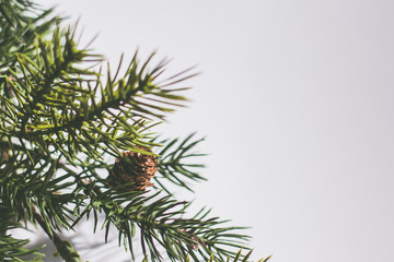 Pine Branch with Cones on a White Background