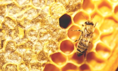 Bee.
