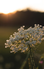 Flower lit at golden hour