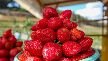 Fresh strawberries after being picked from the garden