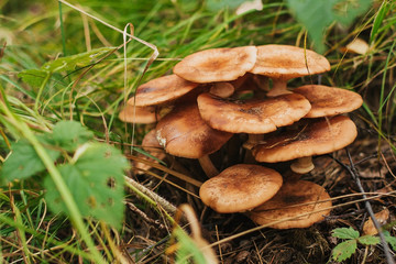  a group of honey agarics in the forest. honey mushrooms in the grass