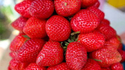 Fresh strawberries after being picked from the garden