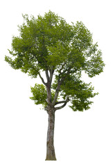 Beautiful tree isolated on white background. Suitable for use in architectural design or Decoration work. Used with natural articles both on print and website.