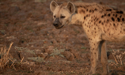 Obraz premium Hyena at the right side of the frame