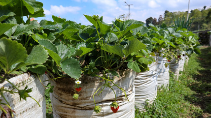 strawberry plants that grow in the garden with fertile