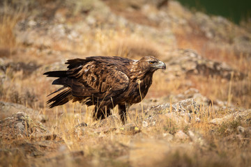Aquila chrysaetos male feeding on the ground