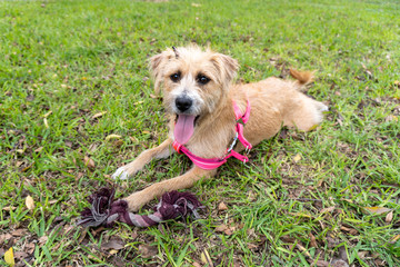 dog lying on the grass