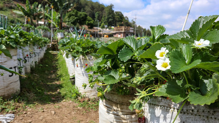 Fototapeta premium view of a strawberry orchard on a hill