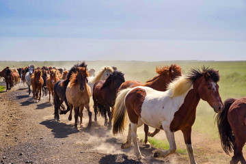 Many Icelandic horses jogging in freedom