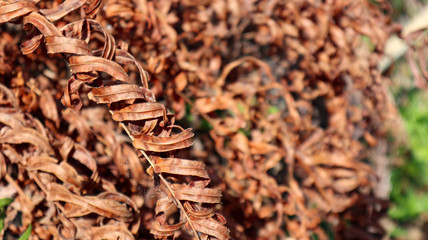 dry leaves that accumulate in the ground