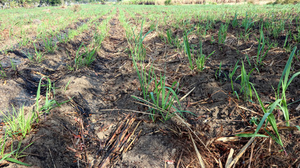 rice fields used for planting sugar cane in the yard