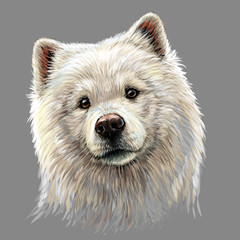  Portrait of a Samoyed dog in artistic, watercolor style on a gray background.
