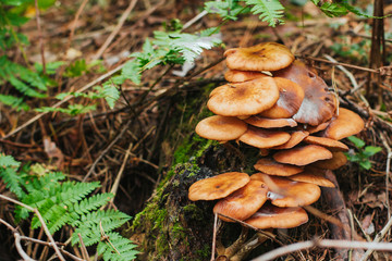  a group of honey agarics in the forest. honey mushrooms in the grass