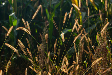 Natural yellow-green background with ears of field grass backlit by the sun.