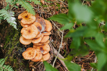  a group of honey agarics in the forest. mushrooms on a stump