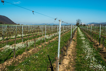 Vigneto primavera franciacorta