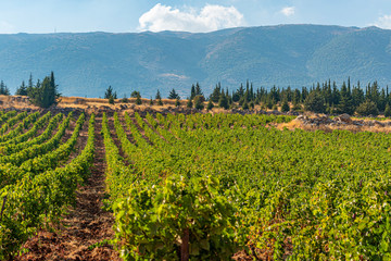 Overlooking the magical Bekaa Valley