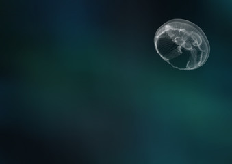 jellyfish on blue background