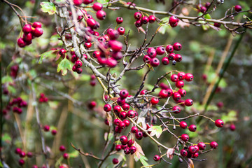 Wild rosehips in the forest. Also known as dog rose.