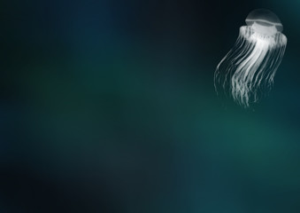 jellyfish on blue background © Agata