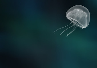 jellyfish on blue background