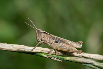 petite sauterelles à la campagne