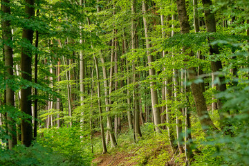 Beautiful fresh green deciduous forest with beech trees in the late summer in Franconia, Germany
