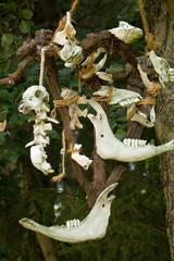 Skulls of small mammal animals tied with ropes hanging on a tree.Skulls, their parts and bones of...