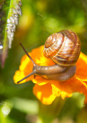 snail on a green leaf