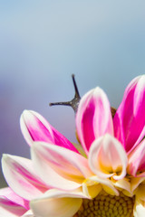 Fototapeta premium pink lily on white background