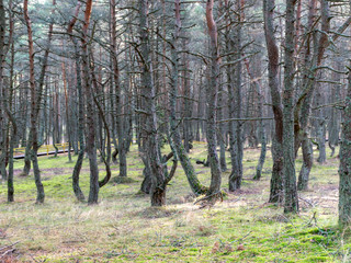 Pine forest with curved trunks, mystical pine forest, Curonian spit, Kaliningrad region, Russia