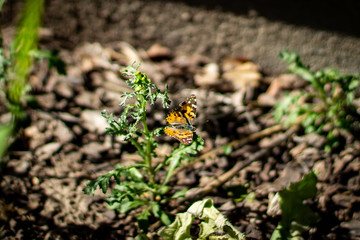 butterfly