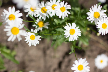 White chamomile and chrysanthemum in the garden.