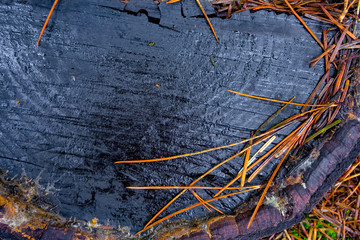 france, chevreuse valley : needles pine and  trunk in forest in autumn