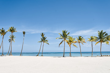 Fototapeta premium palm tree on the beach