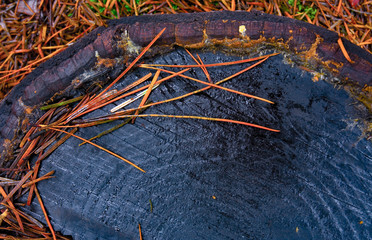 france, chevreuse valley : needles pine and  trunk in forest in autumn