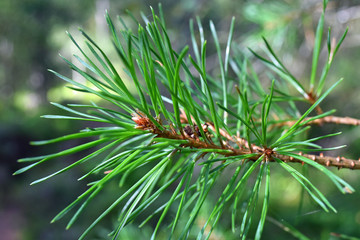 Close up of pine needles on tree with blurred background