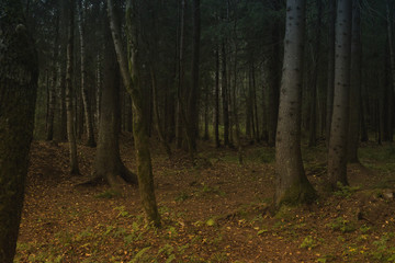 The path in the woods. Autumn forest. Golden autumn.