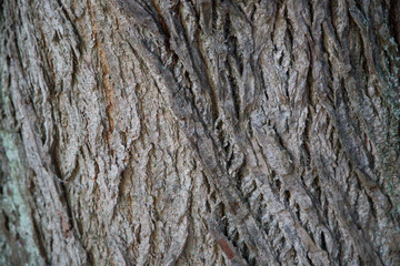 Rinde / alte Bäume