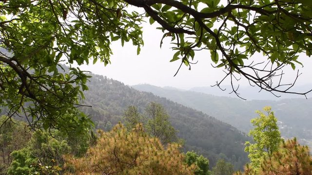 Video of tree moving in the wind. Tree as frame of mountains covered in clouds in Nepal. Nature 4k resolution stock footage of moving tree and leaves. Rainforest ultra hd footage Kathmandu Valley.
