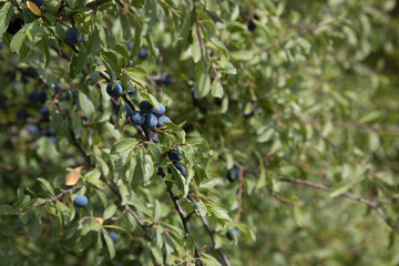 Schlehdorn / Prunus spinosa