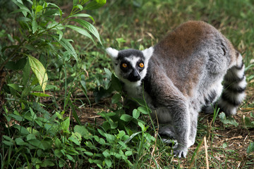 Lemur