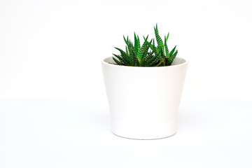 Succulent cactus in white pot on white background. Copy space. Minimalism.