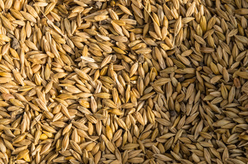 Micro closeup shot of indian wheat which is isolated on field before cleanness.