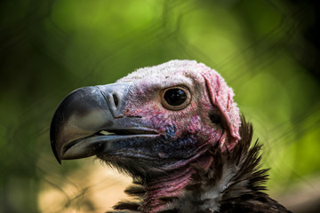 Vulture Head