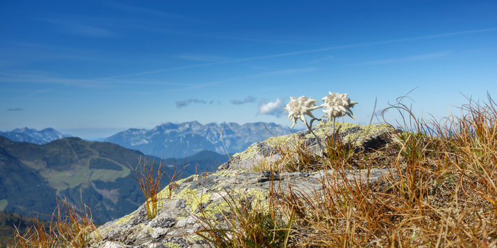 Edelweiss auf Felsen in den herbstlichen Alpen als Panoramabild